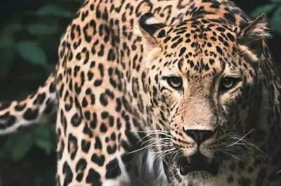 Indore in Grip of Fear After Rescued Leopard Goes Missing From Zoo
