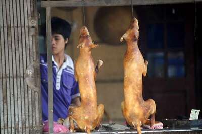 Taiwan Becomes First Asian Country to Ban Eating Dogs And Cats