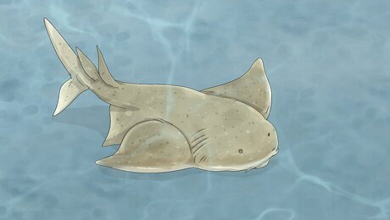 The 35 Weirdest Deep-Sea Creatures You’ve Ever Seen