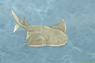 The 35 Weirdest Deep-Sea Creatures You’ve Ever Seen