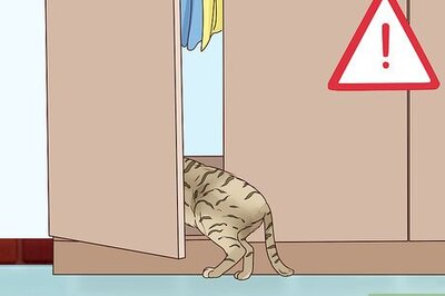 How to Tell if a Cat Is in Labor