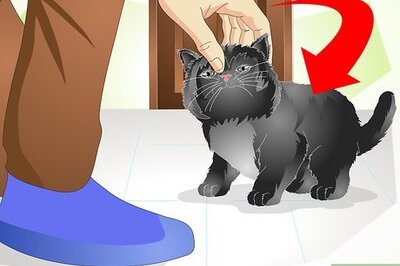 How to Help a New Kitten Become Familiar with Your Home