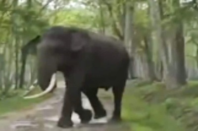 In Karnataka’s Kakanakote Forest, Tourists On Safari Witness Two Elephants Fighting