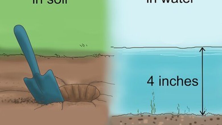 How to Grow Snake Grass