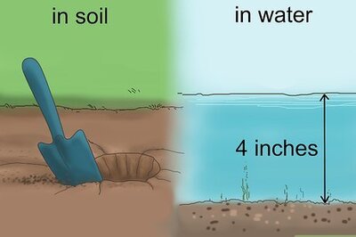 How to Grow Snake Grass