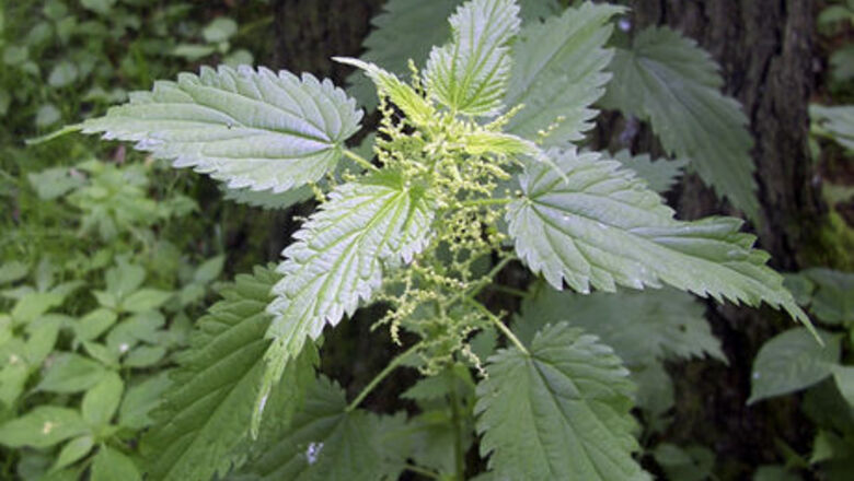 How to Identify Stinging Nettle