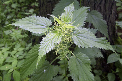 How to Identify Stinging Nettle