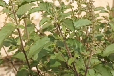 Rama Or Shyama: Which Tulsi Leaves Should Be Added To Tea?