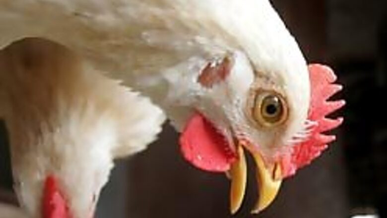 India sounds bird flu alert after chicken deaths