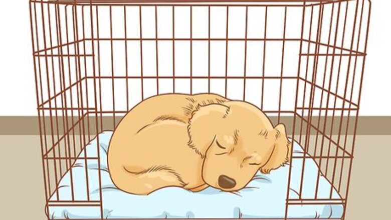 How to Train a Golden Retriever