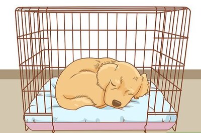 How to Train a Golden Retriever
