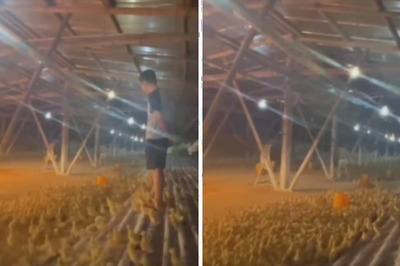 This Video Of Ducklings Forming A Queue On Master’s Command Reminds Internet Of Duck Duck Goose