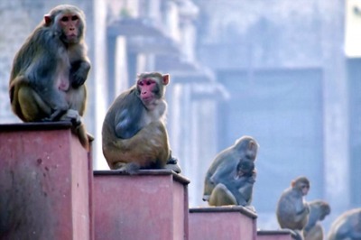 Maharashtra Govt Allows 'Safe' Capture of Rhesus Monkeys for Covid-19 Vaccine Research