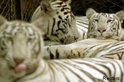 Wildlife racket busted in Orissa