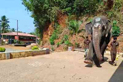 Video Of Elephant Playing Football At Karnataka Temple Goes Viral