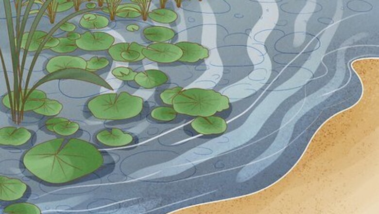 How to Catch a Turtle