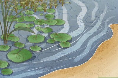 How to Catch a Turtle