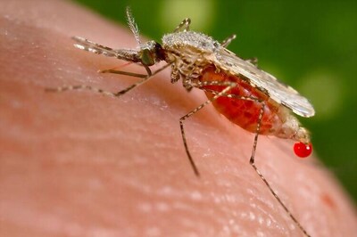 Did You Know Malaria Can be Deadly If Left Untreated?