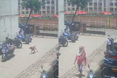 Mumbai: Dog Loses Eye, Receives Burn Injuries After Woman Throws Acid for 'Troubling' Cats | WATCH