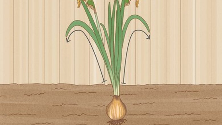 How to Store Bulbs
