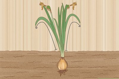 How to Store Bulbs