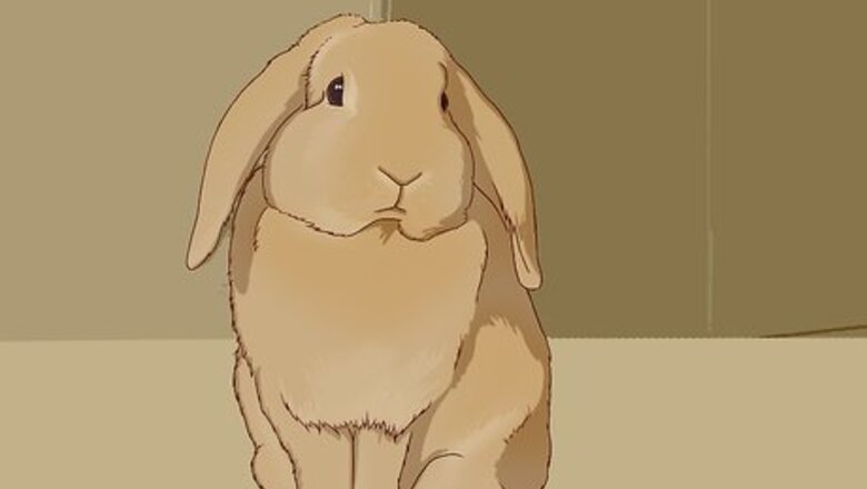 How to Feed Your Bunny Vitamins