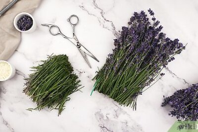 How to Make Lavender Oil & Lavender Essential Oil