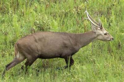 Hit by Vehicles, Killed for Meat: Hog Deer Are Escaping Kaziranga Floods Only to Meet a Worse Fate