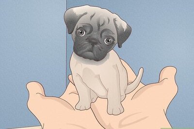 How to Buy a Pug Puppy