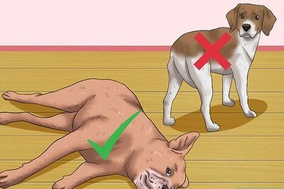How to Rub a Dog's Tummy