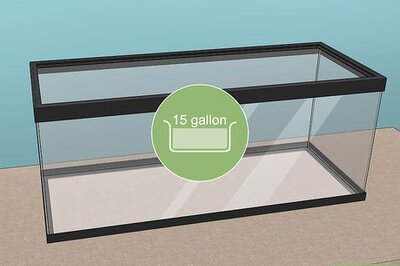 How to Care for an American Toad