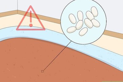 How to Get Rid of Flea Eggs & Eliminate a Flea Infestation