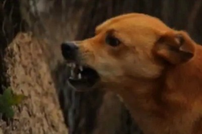 Delhi Spa Owner Arrested for Releasing Dog on Employee Who Demanded Salary Dues, Victim Gets 15 Stitches