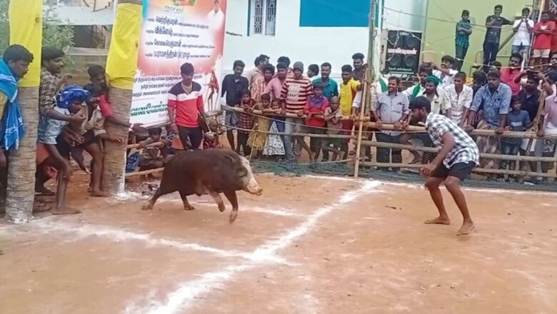 Like Jallikattu, Residents of TN's Allinagaram Celebrate Pongal With Pig-Taming Sport