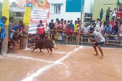 Like Jallikattu, Residents of TN's Allinagaram Celebrate Pongal With Pig-Taming Sport