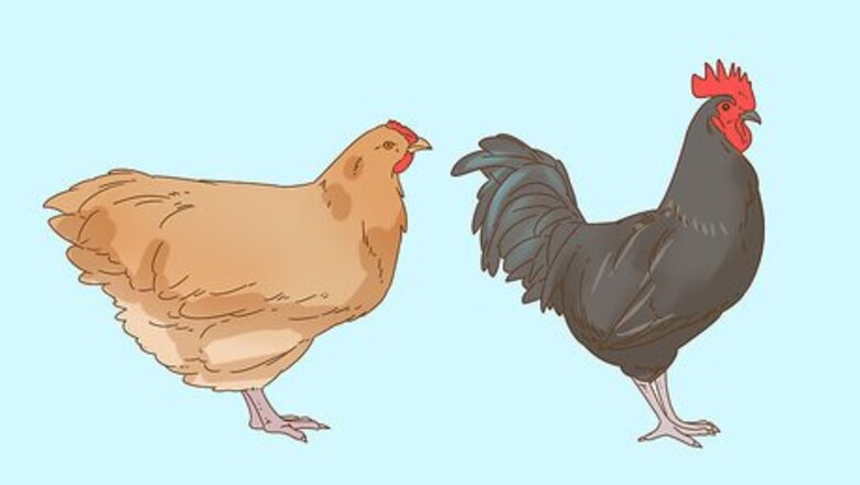 How to Tame a Chicken