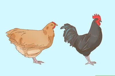 How to Tame a Chicken