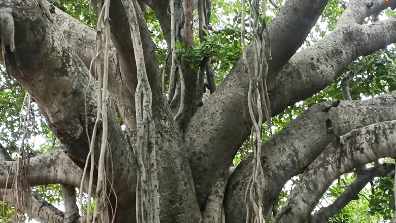 In Andhra Pradesh's Thirumala Village, This 100-year-old Banyan Tree Still Stands Tall