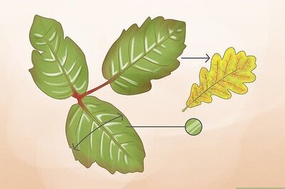 How to Kill Poison Oak