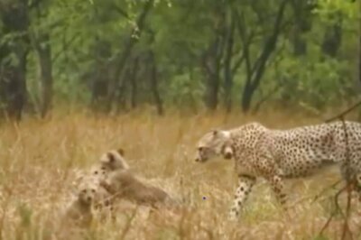Namibian Male Cheetah Dies At Kuno Park in Madhya Pradesh
