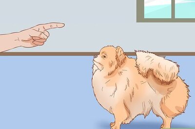 How to Take Care of a Pomeranian