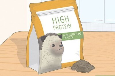How to Take Care of a Hedgehog: A Complete Guide