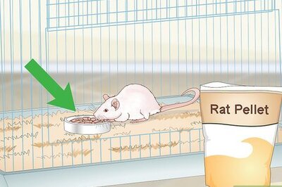 How to Care for a Young Rat