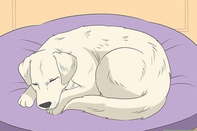 Caring for Your Dog After She's Spayed