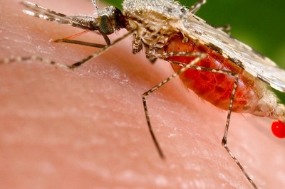 JNU Researchers Repurpose Hepatitis Drug to Fight Deadly Malaria Strain in Breakthrough Study