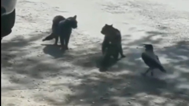 Crow Incites Stand-Off Between Two Cats, Video Goes Viral