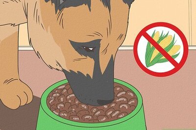 How to Take Care of a German Shepherd