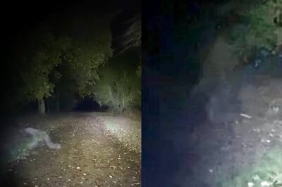 How This Couple's Morning Dog Walk Turned Into An Episode of The X-Files