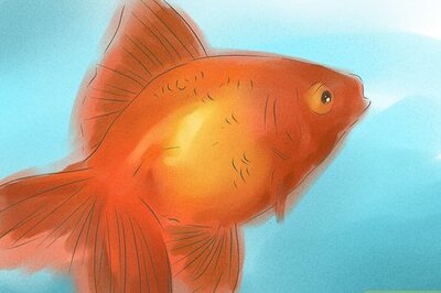How to Tell if Your Goldfish Is a Male or Female