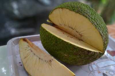 Did You Know About “Breadfruit”? This Newly Cultivated Fruit Is Dominating Govinda’s Nursery At Kaliaganj